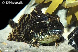 Image result for Myoxocephalus scorpioides