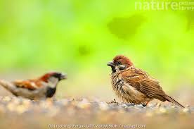 Attēlu rezultāti vaicājumam “Passer domesticus male”