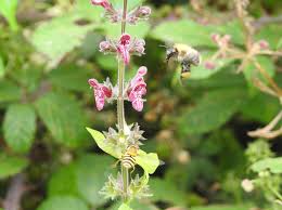 Attēlu rezultāti vaicājumam “Stachys sylvatica bud”