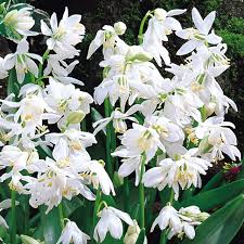 Attēlu rezultāti vaicājumam “Scilla siberica leaf”