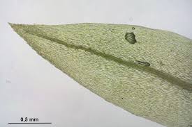 Attēlu rezultāti vaicājumam “Pohlia wahlenbergii”