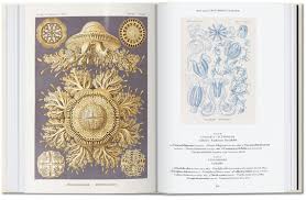 Image result for ernst haeckel