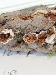 Attēlu rezultāti vaicājumam “Crepidotus versutus”