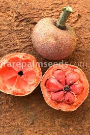 Attēlu rezultāti vaicājumam “Odontites vulgaris fruit”