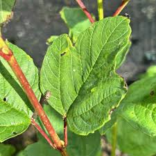 Attēlu rezultāti vaicājumam “Viburnum opulus bud”