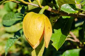 Attēlu rezultāti vaicājumam “Libanotis montana fruit”