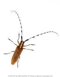 Attēlu rezultāti vaicājumam “Agapanthia villosoviridescens”