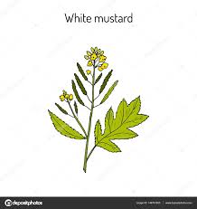 Attēlu rezultāti vaicājumam “Sinapis alba”