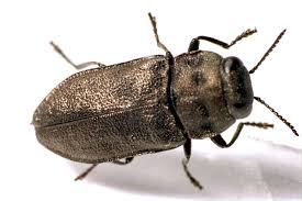 Attēlu rezultāti vaicājumam “Anthaxia quadripunctata”