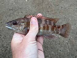 Image result for Tautogolabrus adspersus