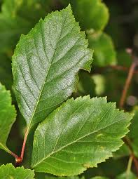 Attēlu rezultāti vaicājumam “Crataegus x macrocarpa leaf”