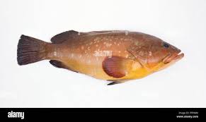 Image result for Epinephelus morio