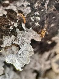 Attēlu rezultāti vaicājumam “Willkommlangea reticulata macro”