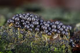 Attēlu rezultāti vaicājumam “Badhamia sp.”