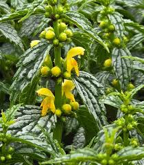 Attēlu rezultāti vaicājumam “Lamiastrum galeobdolon”