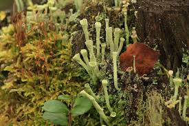 Attēlu rezultāti vaicājumam “Cladonia deformis”
