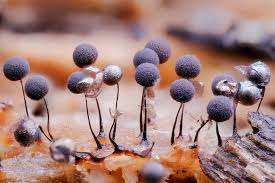 Attēlu rezultāti vaicājumam “Collaria sp.”