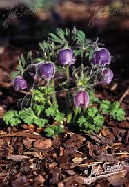 Attēlu rezultāti vaicājumam “Pulsatilla pratensis fruit”