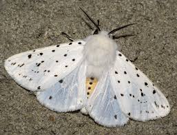 Attēlu rezultāti vaicājumam “Spilosoma lubricipeda”