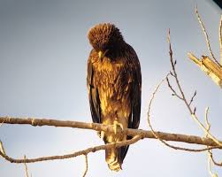 Attēlu rezultāti vaicājumam “Aquila pomarina adult”
