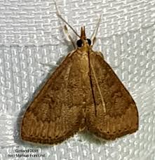 Attēlu rezultāti vaicājumam “Udea fulvalis”