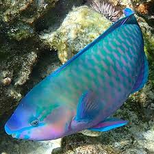 Image result for Scarus psittacus