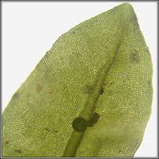 Attēlu rezultāti vaicājumam “Encalypta streptocarpa”