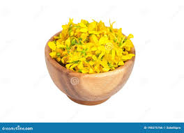 Attēlu rezultāti vaicājumam “Hypericum perforatum fruit”