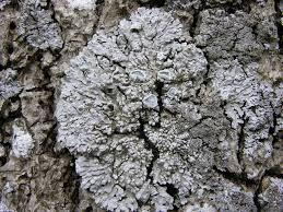 Attēlu rezultāti vaicājumam “Physcia aipolia”