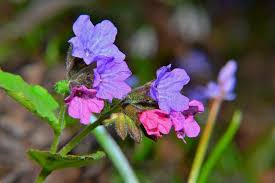 Attēlu rezultāti vaicājumam “Pulmonaria obscura”