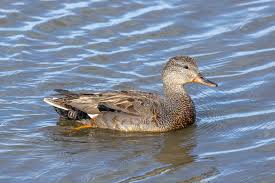 Attēlu rezultāti vaicājumam “Anas strepera”