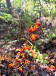 Attēlu rezultāti vaicājumam “Melilotus albus fruit”