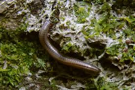 Attēlu rezultāti vaicājumam “Ommatoiulus vilnensis”