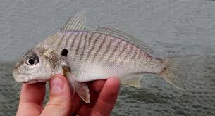 Image result for Leiostomus xanthurus