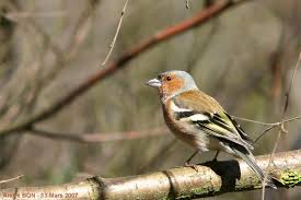 Attēlu rezultāti vaicājumam “Fringilla coelebs nest”