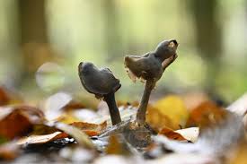 Attēlu rezultāti vaicājumam “Helvella atra”