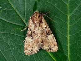 Attēlu rezultāti vaicājumam “Apamea epomidion”