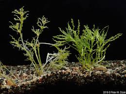 Attēlu rezultāti vaicājumam “Najas minor leaf”