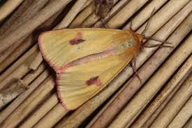 Attēlu rezultāti vaicājumam “Diacrisia sannio male”