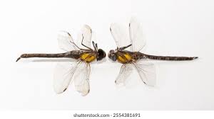 Attēlu rezultāti vaicājumam “Aeshna mixta female”