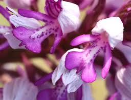 Attēlu rezultāti vaicājumam “Orchis militaris”