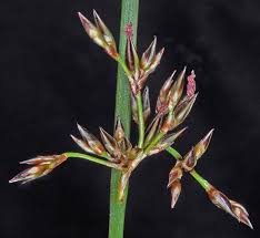 Attēlu rezultāti vaicājumam “Juncus balticus”