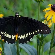 Attēlu rezultāti vaicājumam “Pantilius tunicatus imago”