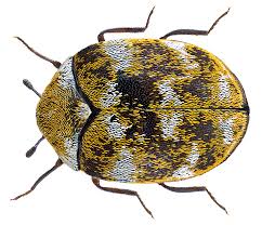 Attēlu rezultāti vaicājumam “Anthrenus sp. imago”