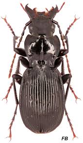 Attēlu rezultāti vaicājumam “Pterostichus aethiops”