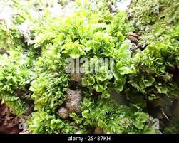 Attēlu rezultāti vaicājumam “Syntrichia latifolia”