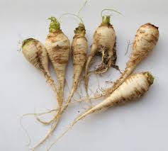 Attēlu rezultāti vaicājumam “Brassica napus fruit”