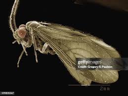 Attēlu rezultāti vaicājumam “Psocoptera”