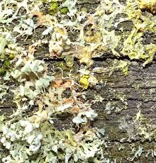 Attēlu rezultāti vaicājumam “Erythricium aurantiacum”