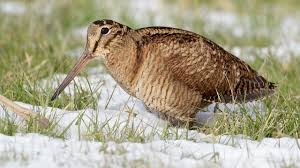 Attēlu rezultāti vaicājumam “Scolopax rusticola”